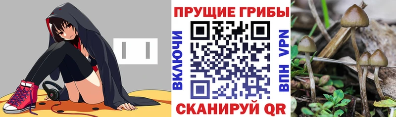 Галлюциногенные грибы Magic Shrooms Купить где Дальнереченск